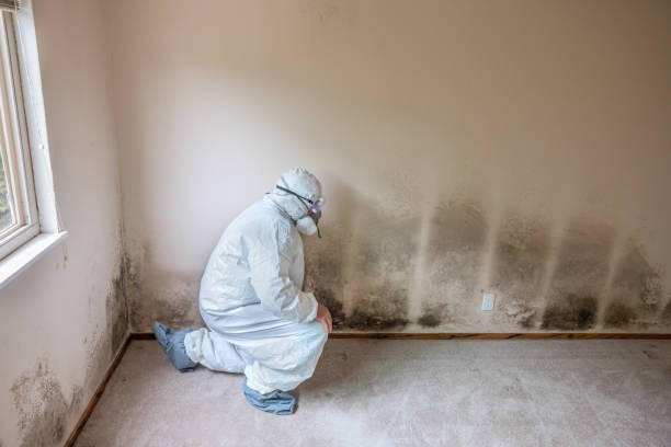 Mold Odor Removal Services in Marina, CA